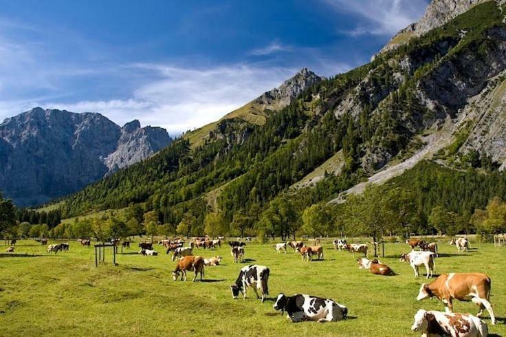 미텐발트 Alpenfreund 아파트 외부 사진
